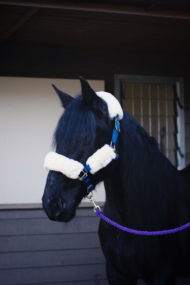 KM Elite Headstall Set - 100% Merino Sheepskin