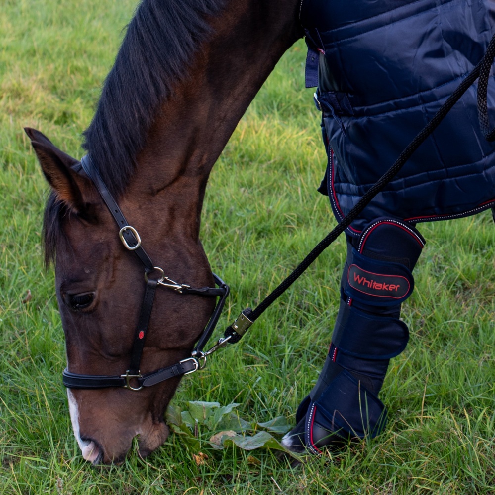 Whitaker Ready to Ride Leather Headcollar