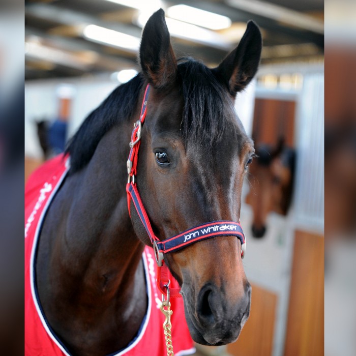 Whitaker Padded Fleece Headcollar