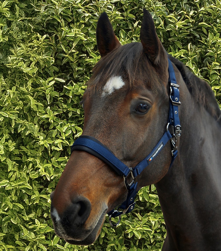 Premier Equine Corda Padded Head Collar with Lead Rope