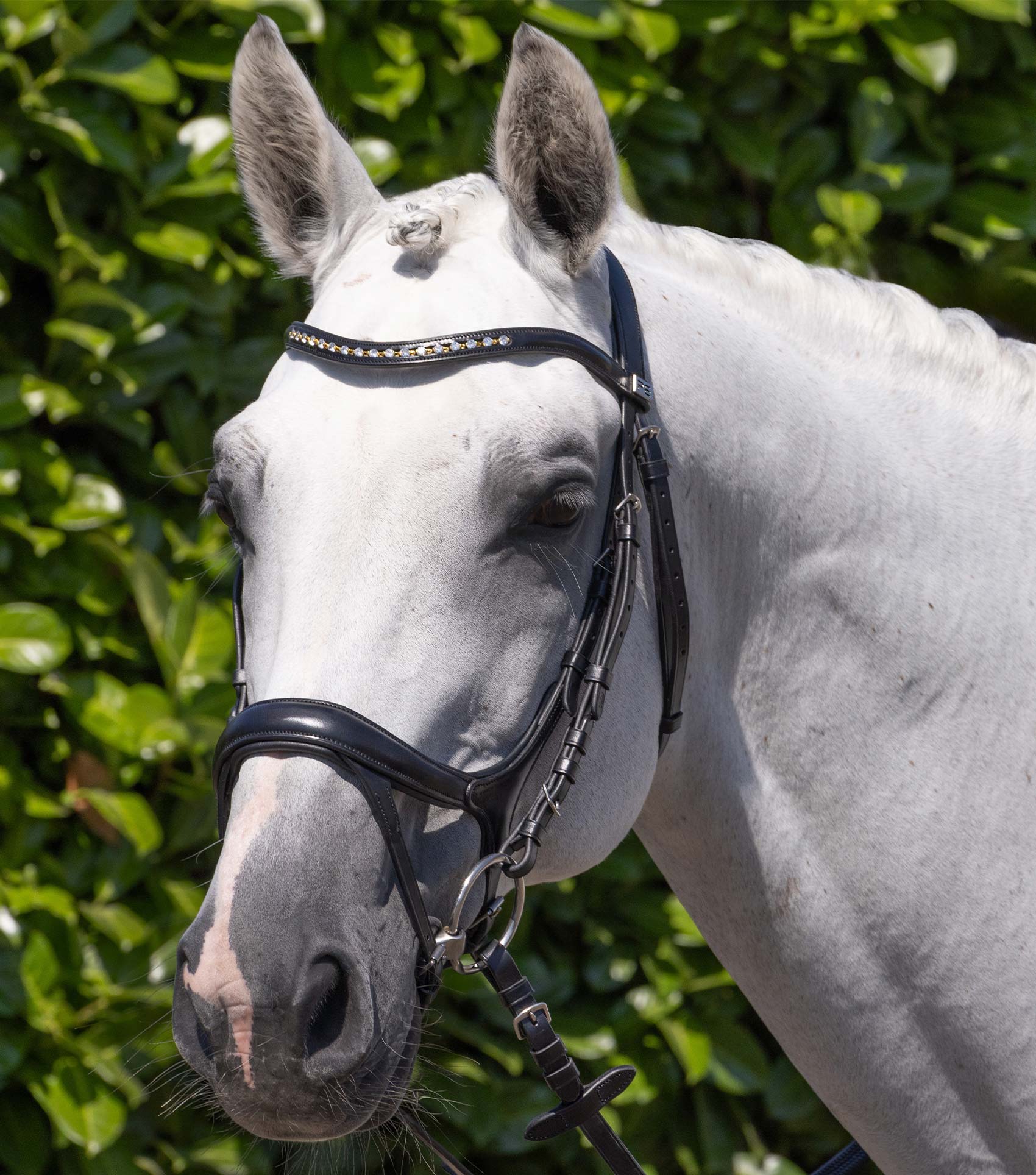 Premier Equine Palazzo Anatomical Bridle