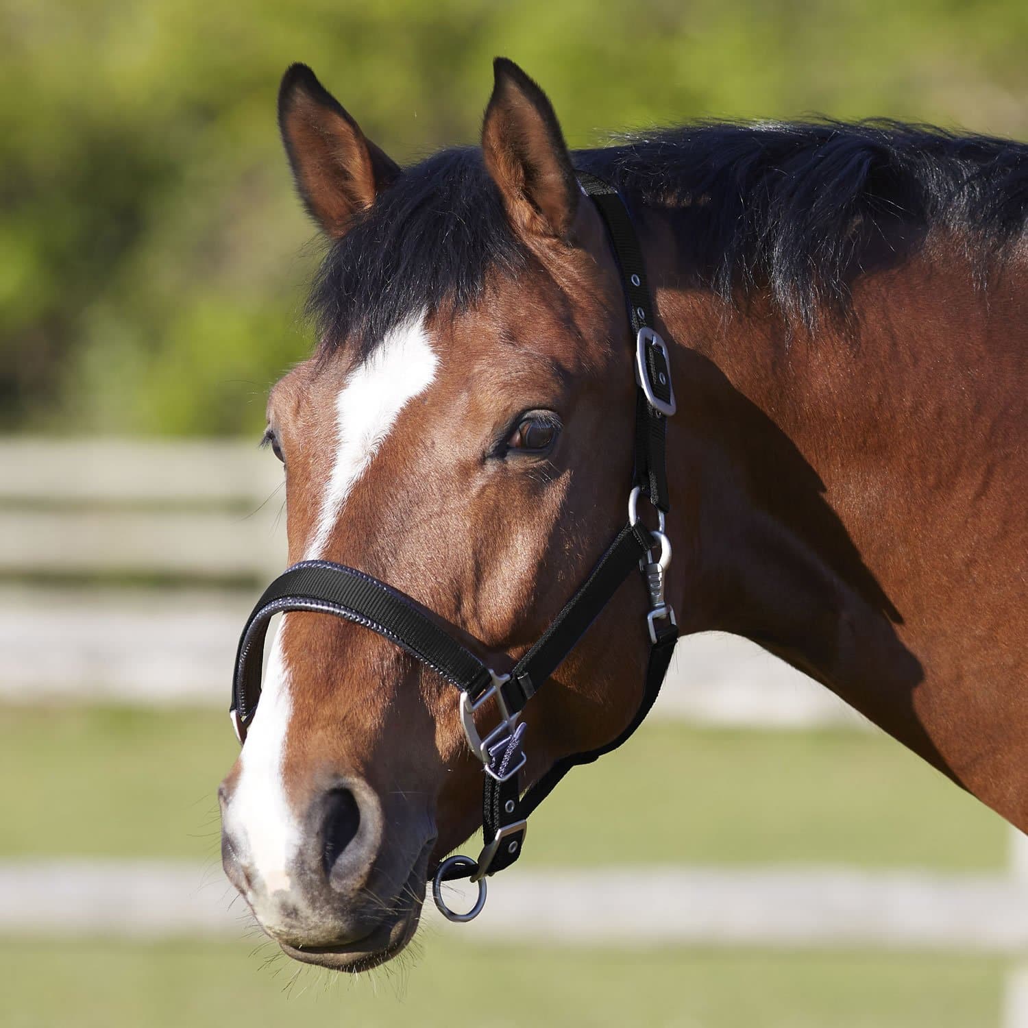 Bitz Deluxe padded Headcollar