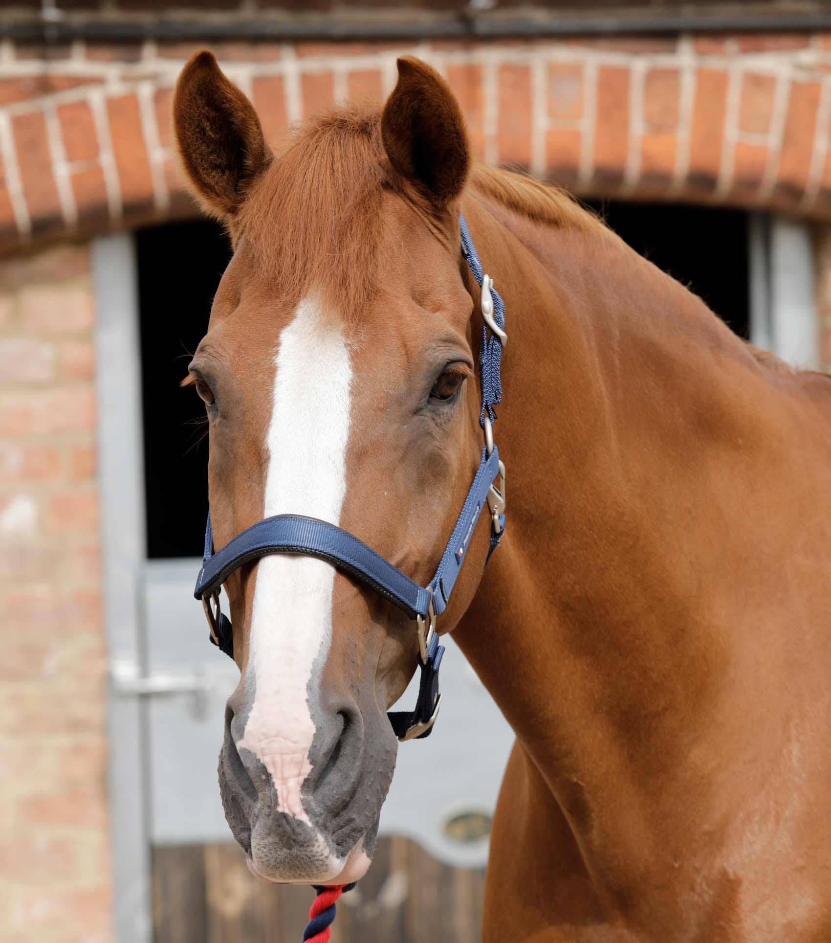 Premier Equine Plain Padded Horse Head Collar - NAVY COB