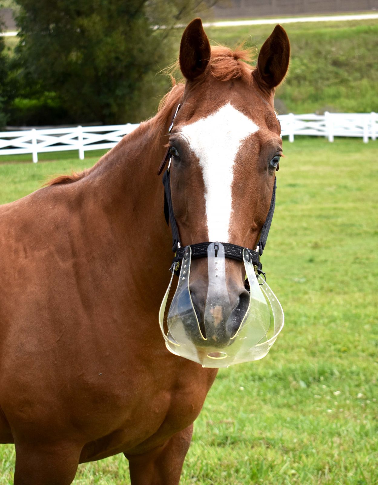 ThinLine Grazing Muzzle