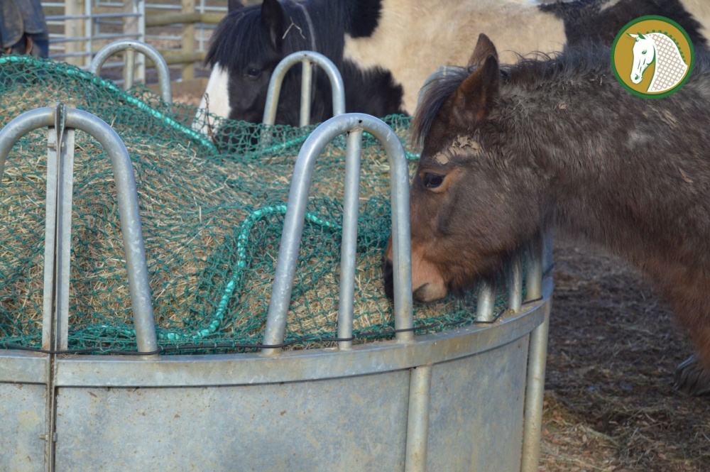 Trickle Net Feeding Ring Topper Net